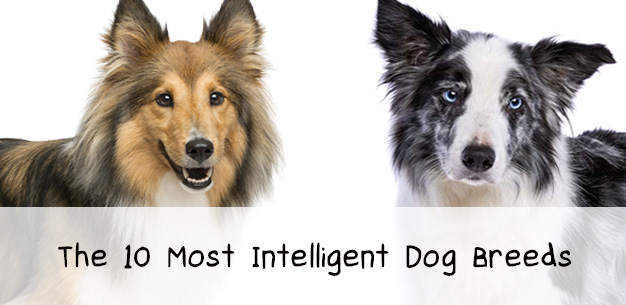 Top 10 Most Intelligent Dog Breeds List Top 10 Most Intelligent Dog Breeds List