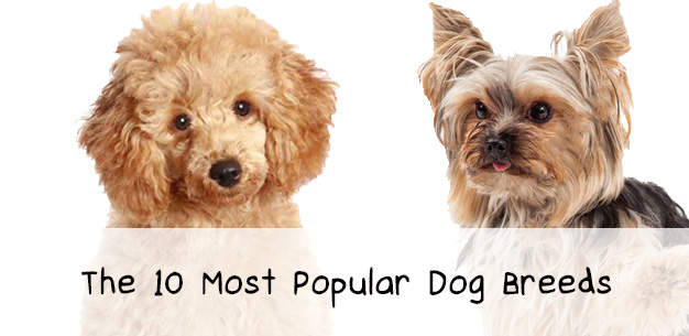 Top 10 Dog Breeds List Top 10 Dog Breeds List
