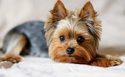 Top 10 Most Popular Dog Breeds Top 10 Most Popular Dog Breeds