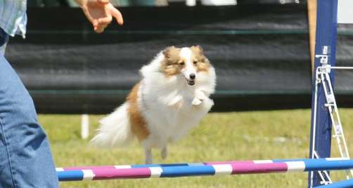 Muriel, A Miniature Sheltie in Agility by Holbrook Toy Shelties Muriel, A Miniature Sheltie in Agility by Holbrook Toy Shelties