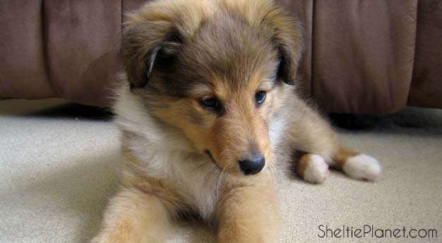 Training a Sheltie Puppy Starts with Mutual Trust and Respect Training a Sheltie Puppy Starts with Mutual Trust and Respect