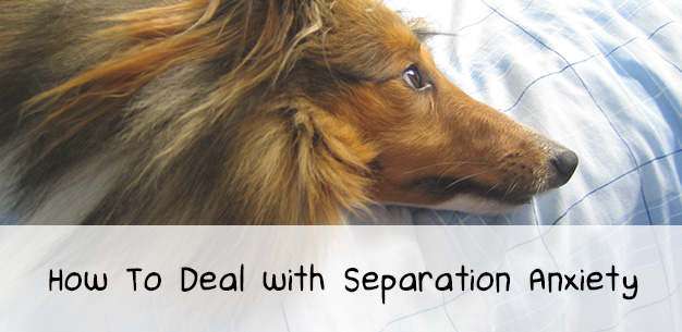 Dealing with Separation Anxiety Dealing with Separation Anxiety