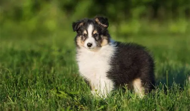 Tri Color Shetland Sheepdog Puppies have a mixture of black, white, and tan Tri Color Shetland Sheepdog Puppies have a mixture of black, white, and tan