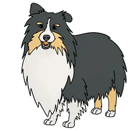 Tri Color Sheltie Color Genes