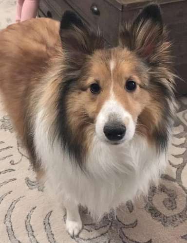 Tyson the Sheltie had surgery to correct Patellar Luxation on both back knee caps Tyson the Sheltie had surgery to correct Patellar Luxation on both back knee caps