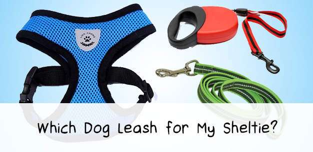 What is The Best Dog Leash? What is The Best Dog Leash?