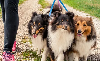 The Best Leashes for Shelties The Best Leashes for Shelties