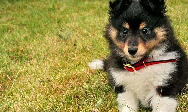 Only buy a Shetland Sheepdog puppy through an ethical breeder Only buy a Shetland Sheepdog puppy through an ethical breeder