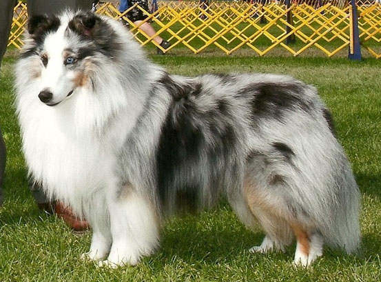 The White Factored Sheltie The White Factored Sheltie