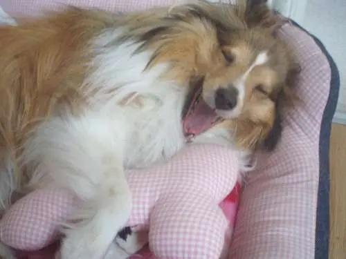 Ywaning Dog